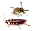 wasp and cockroach image