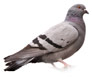 Bird pest control Hexham, Newcaslte and Northumberland